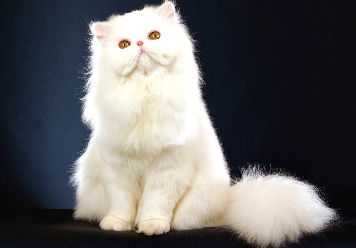 А еще, очень ласковые и пушистые! (все изображения взяты из открытых источников)