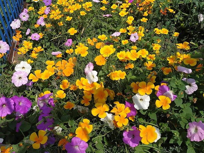 Эшшольция  с петунией, взошедшие самосевом