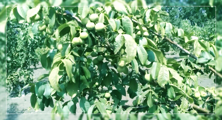 Орех Кочерженко