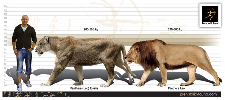 Мосбахский лев (лат. Panthera leo fossilis) и его современный родственник.