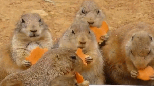 сурок это не только мех, но и