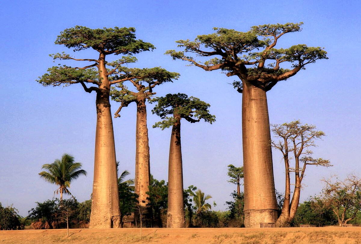 Баобаб - очень живучее дерево! 