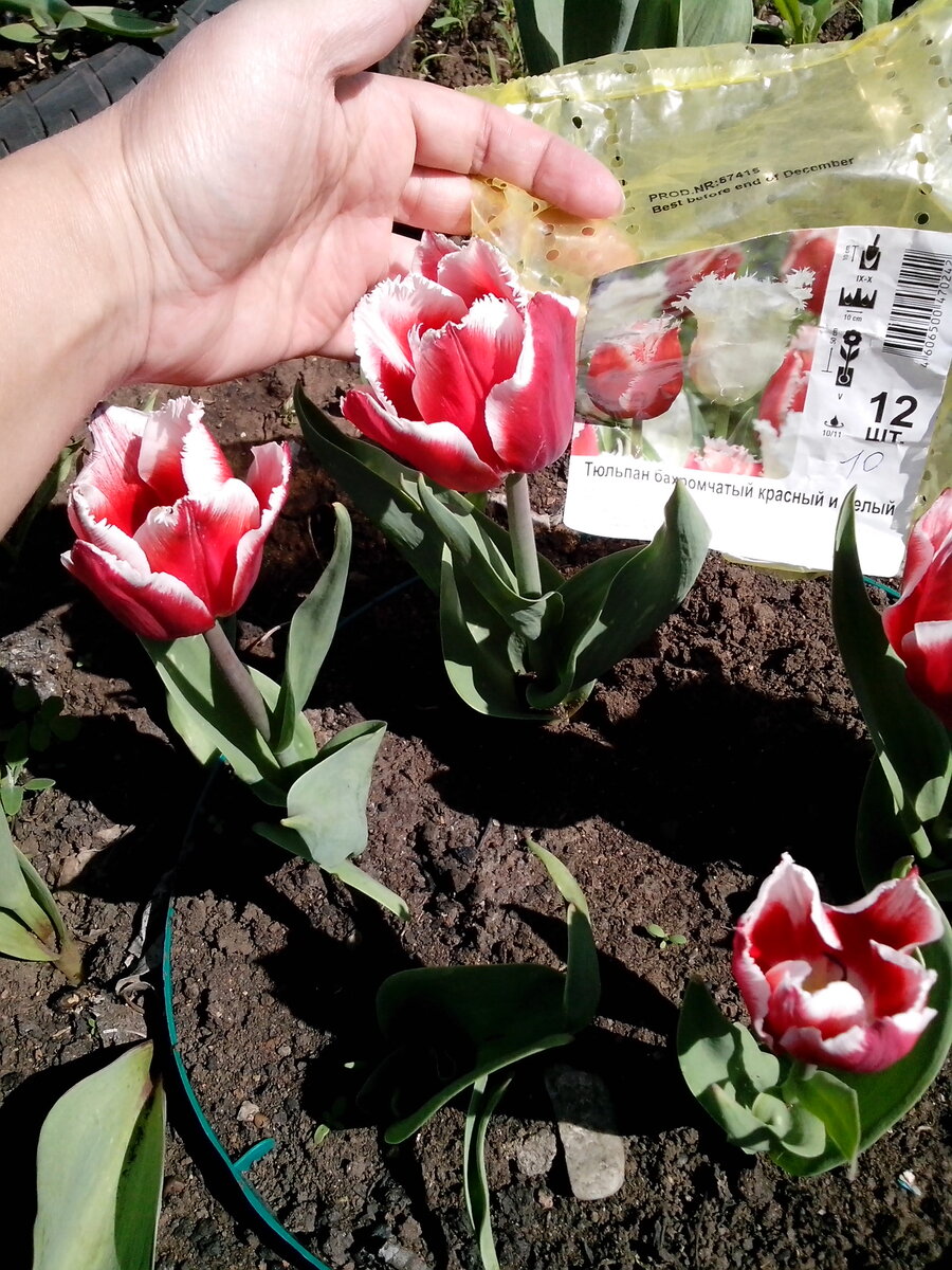 Фото из личного архива. Вроде похожи? На фото пушистее.