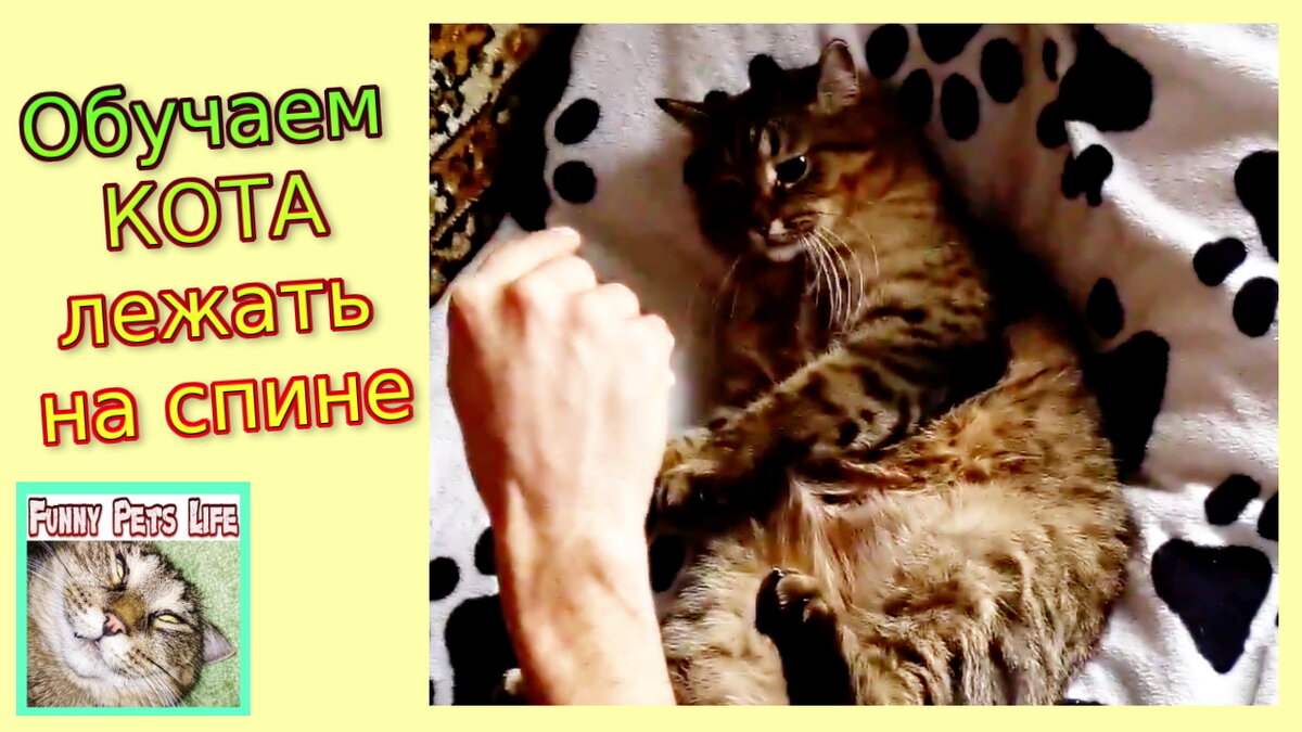 Спящие коты. Котенок лежит на спине. Кот жулик. Человек лежит на спине референс. Не будить.