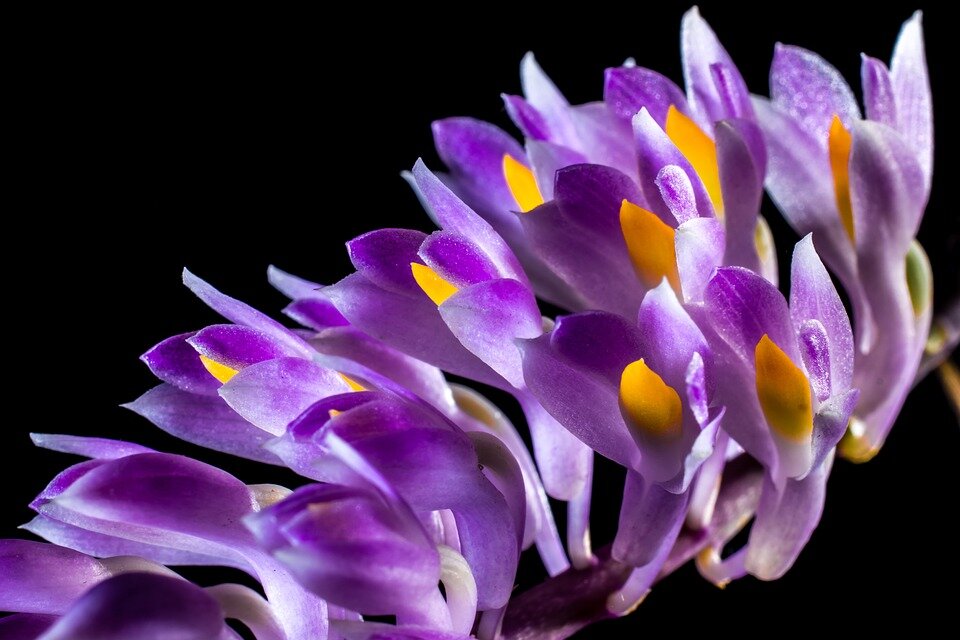 https://cdn.pixabay.com/photo/2014/04/09/05/57/wild-orchid-319787_960_720.jpg