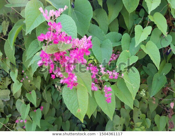 https://www.shutterstock.com/image-photo/pink-flower-mexican-creeper-coral-vine-1504361117
