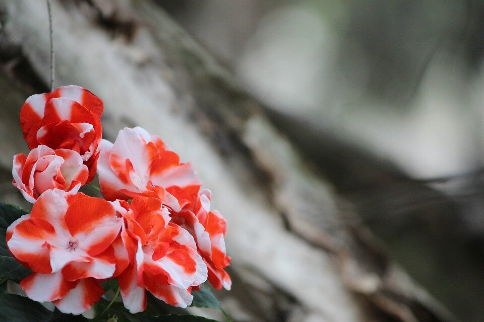 https://pixabay.com/ru/photos/цветочный-impatiens-цветок-весна-3585862/