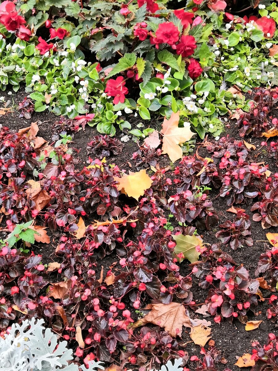 Осенние цветы. 