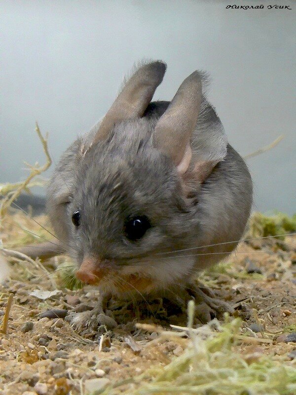 Яндекс.картинки