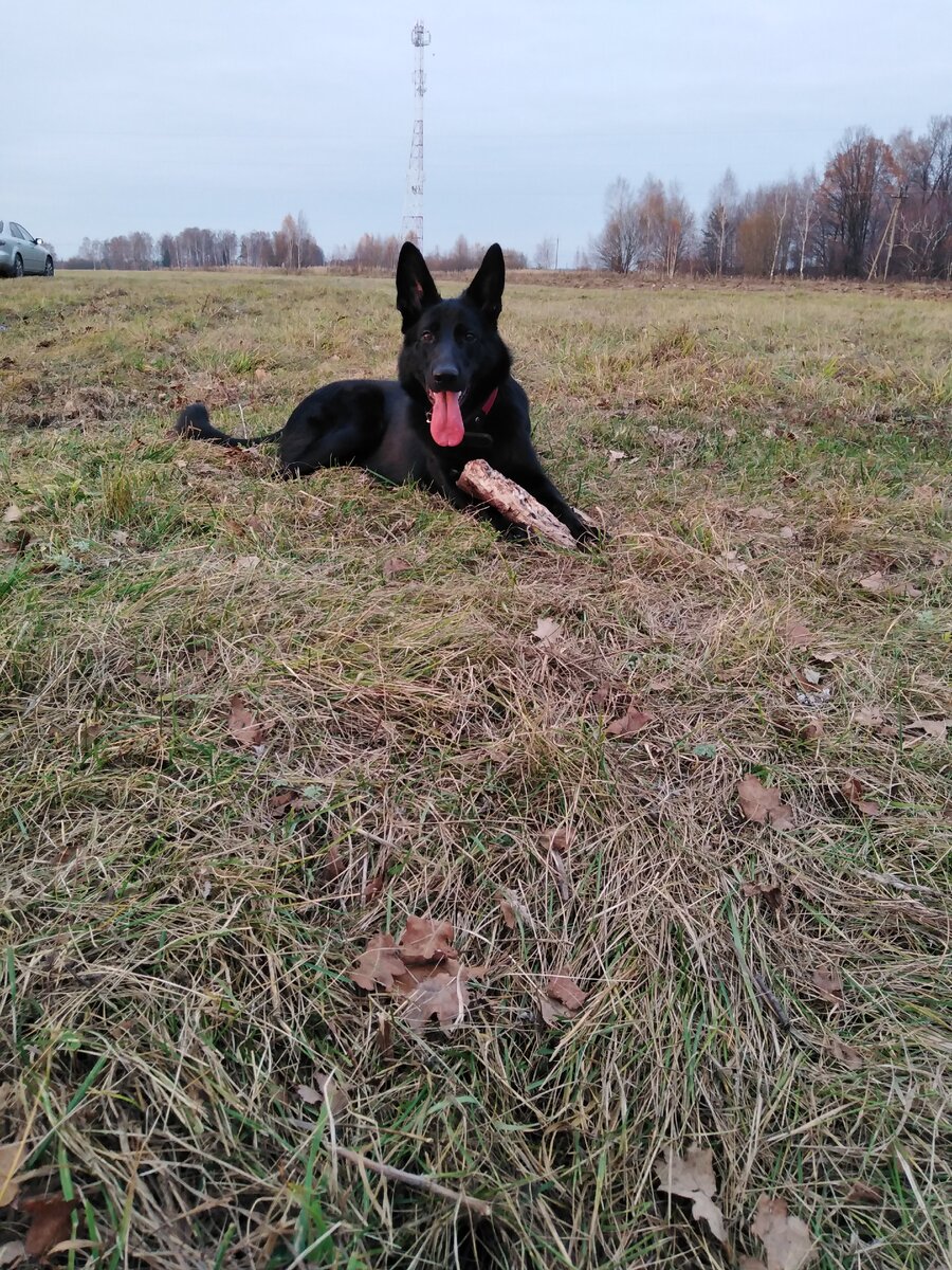 Луна везде найдёт себе игрушку