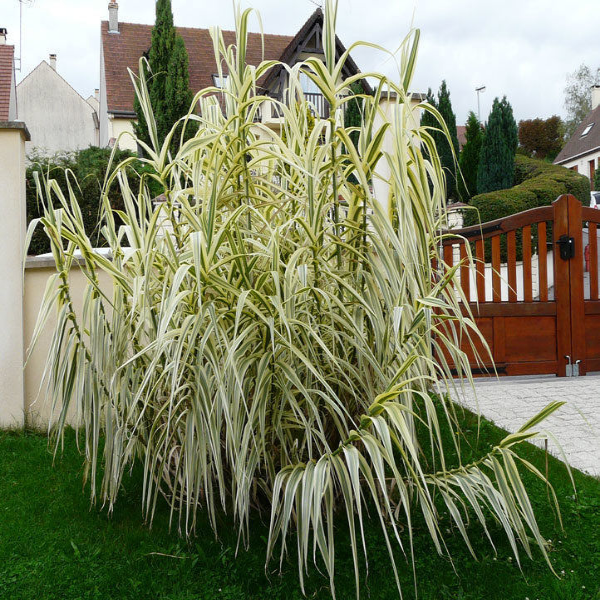 http://www.garden23.ru/products/65741120-arundo_trostnikovy_variegata