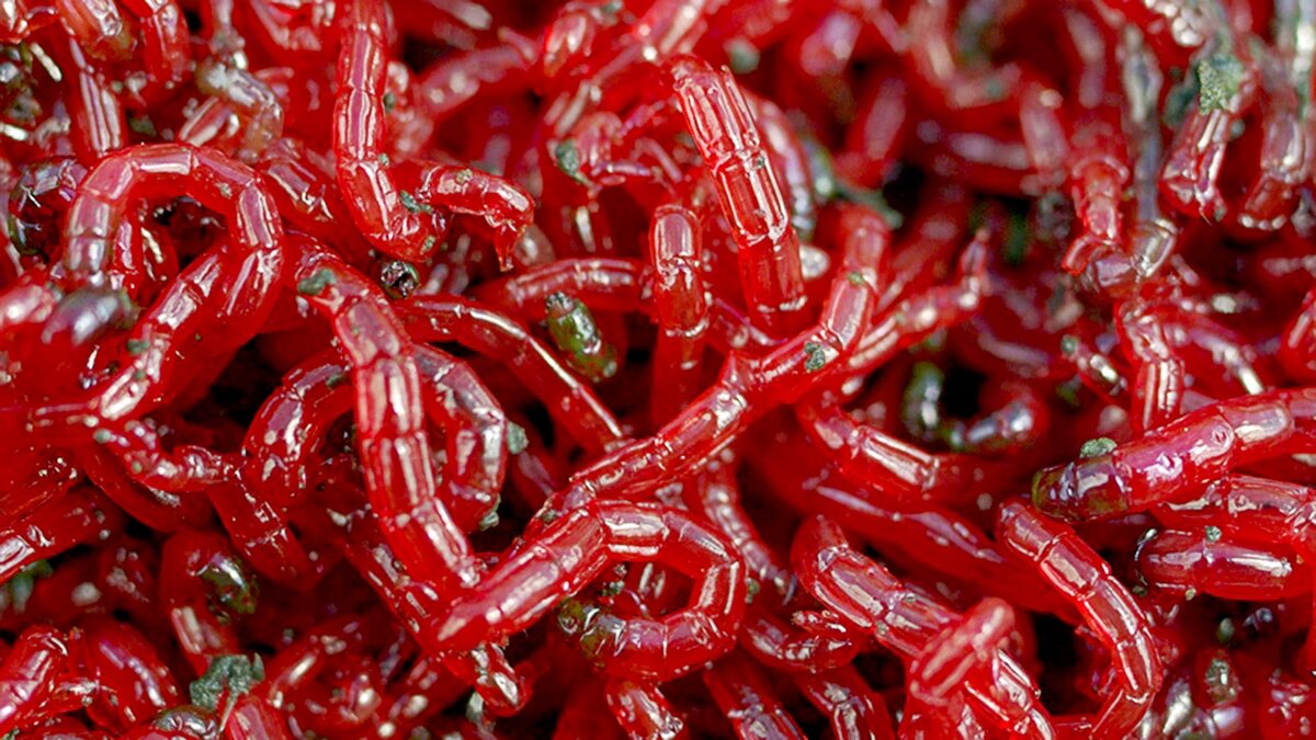 Источник фото: https://vfl.ru