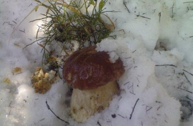 Белый гриб в ноябре