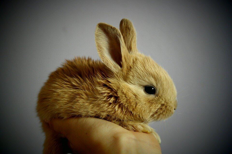 Источник: https://cdn.pixabay.com/photo/2014/06/21/08/43/rabbit-373691_960_720.jpg
