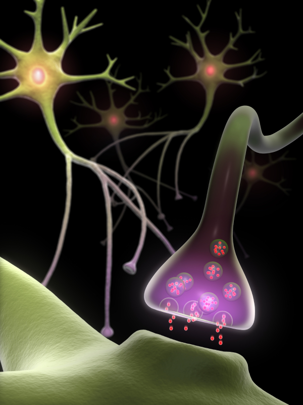Нейрон Рецептор синапс. Синапс и нейромедиаторы. Синапс нервной клетки. Синапс нейромедиатор.