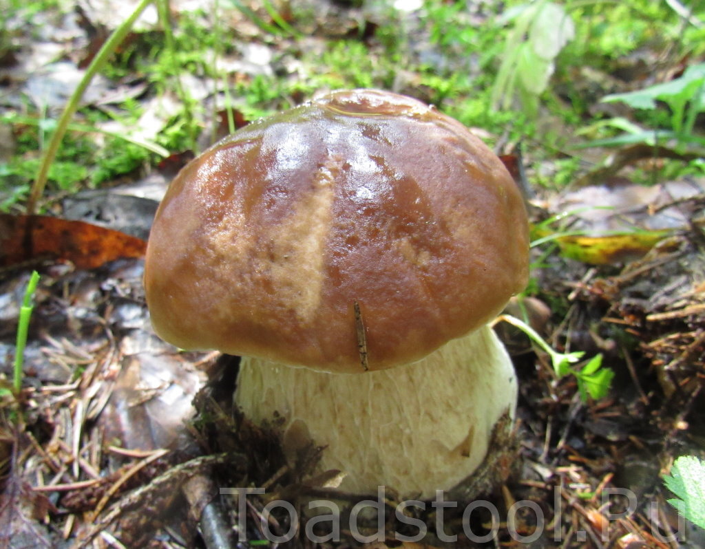 Еловая форма, я полагаю. Классическая. (фото И.Лебединского)