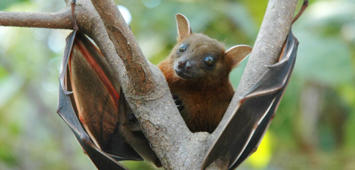 Изображение взято из открытых источников Яндекс. Картинки