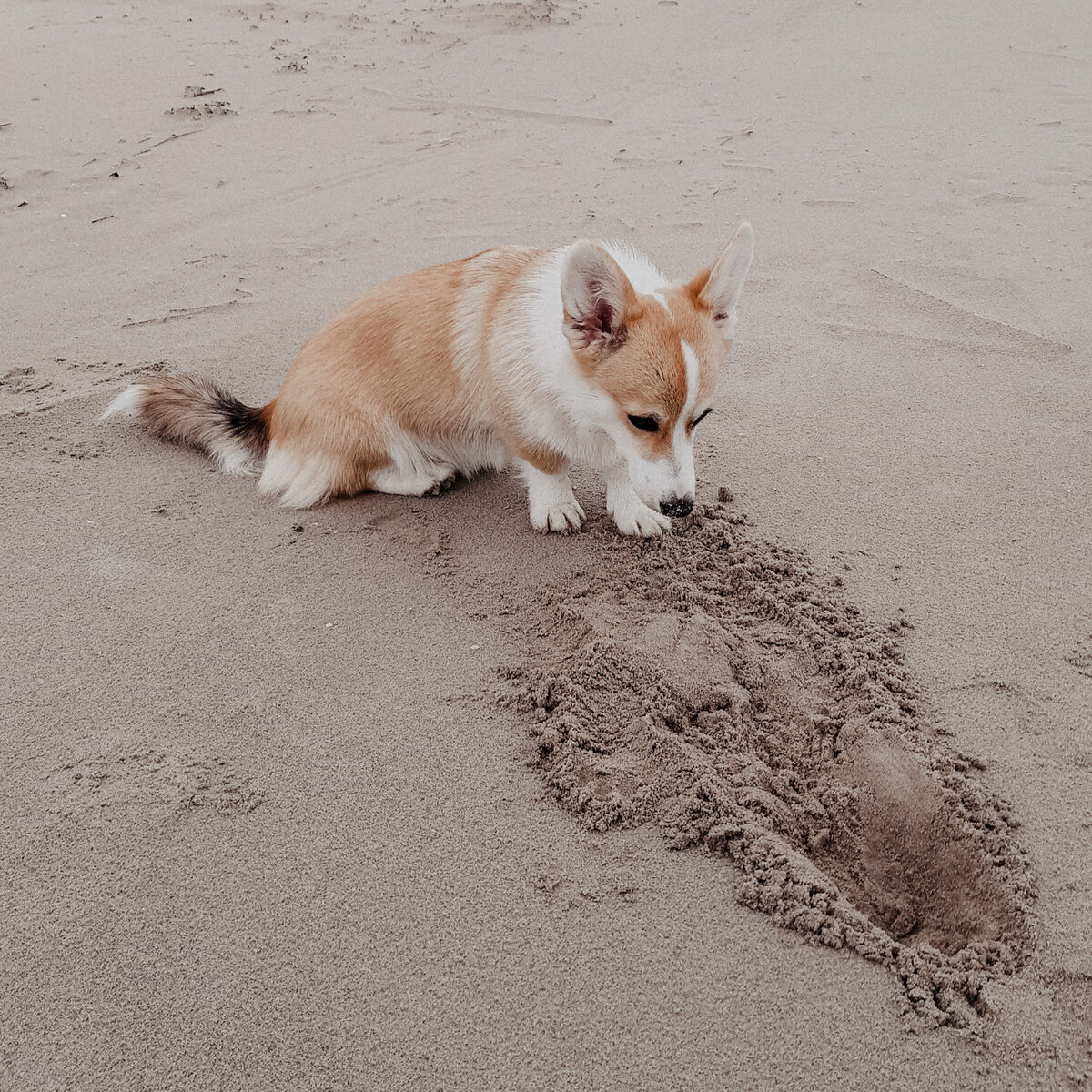 Корги ищет клад