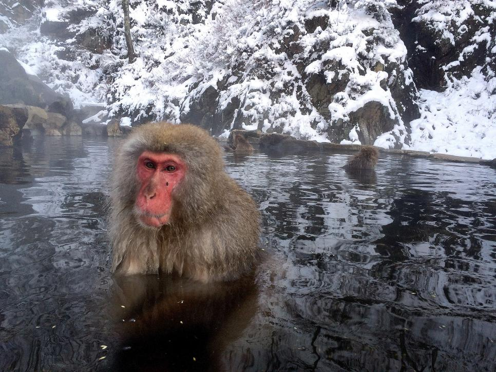 https://travel.home.sndimg.com/content/dam/images/travel/fullset/2015/03/17/expedition-unknown-111-tg/jigokudani-monkey-park-nagano-japan.jpg.rend.hgtvcom.966.725.suffix/1491580823595.jpeg