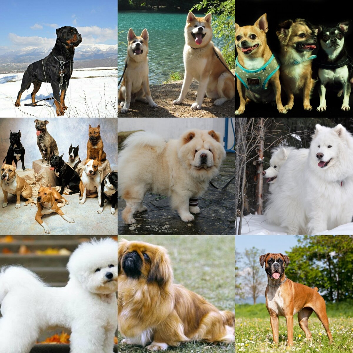 Фото взято из открытых источников