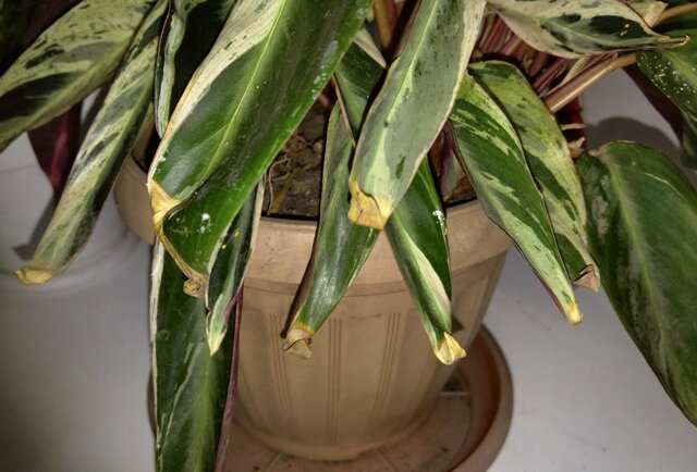Почему чернеют (сохнут) кончики (края) листьев у комнатных растений?