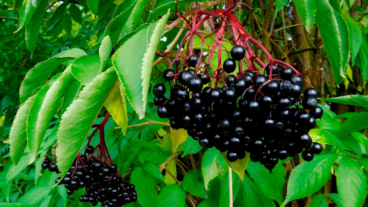 Бузина черная