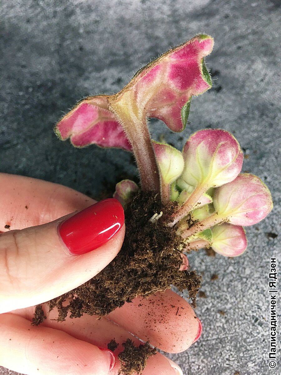 Вот как деточки появляются!