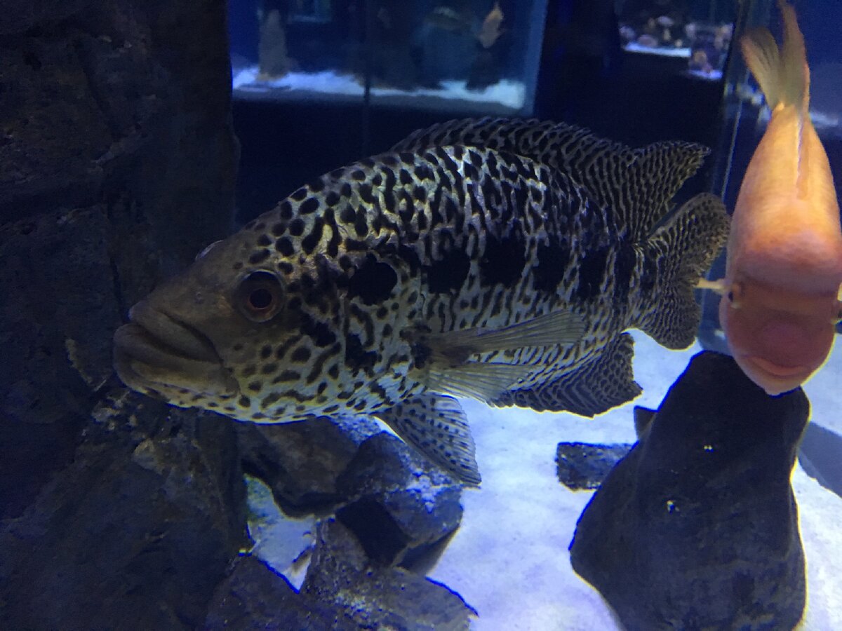 Пятнисто пучи глазик 