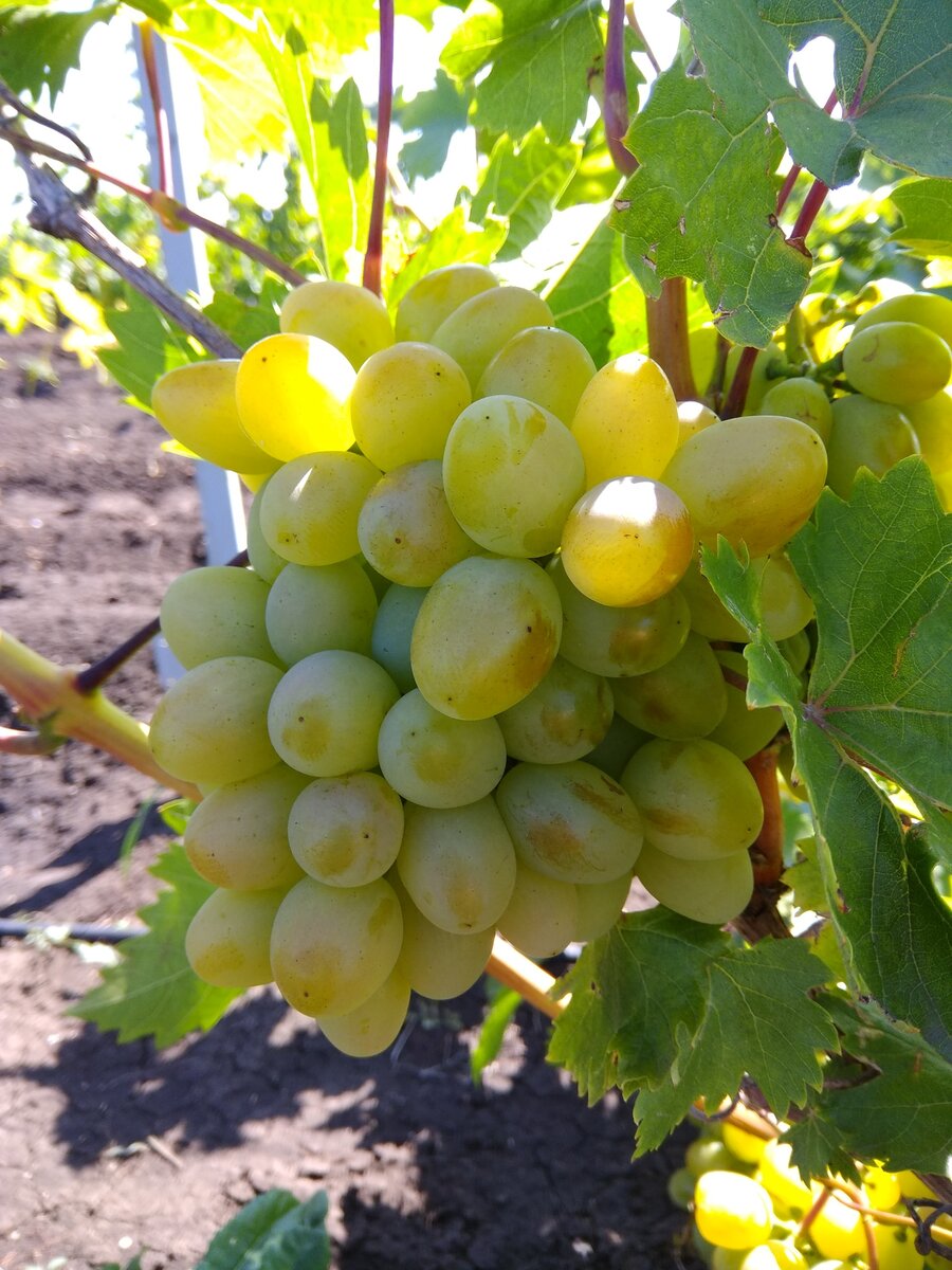 Виноград бела. Виноград сорт белый Халил. Сорт белого винограда Янис. Сорта белого винограда Сенека. Мазарини грузинский виноград сорт.