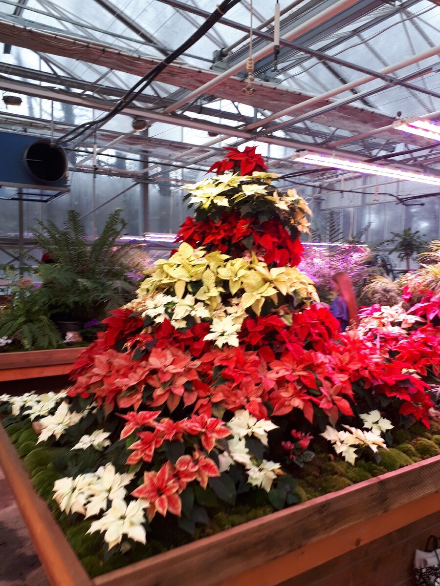 Ёлка из рождественских звёзд