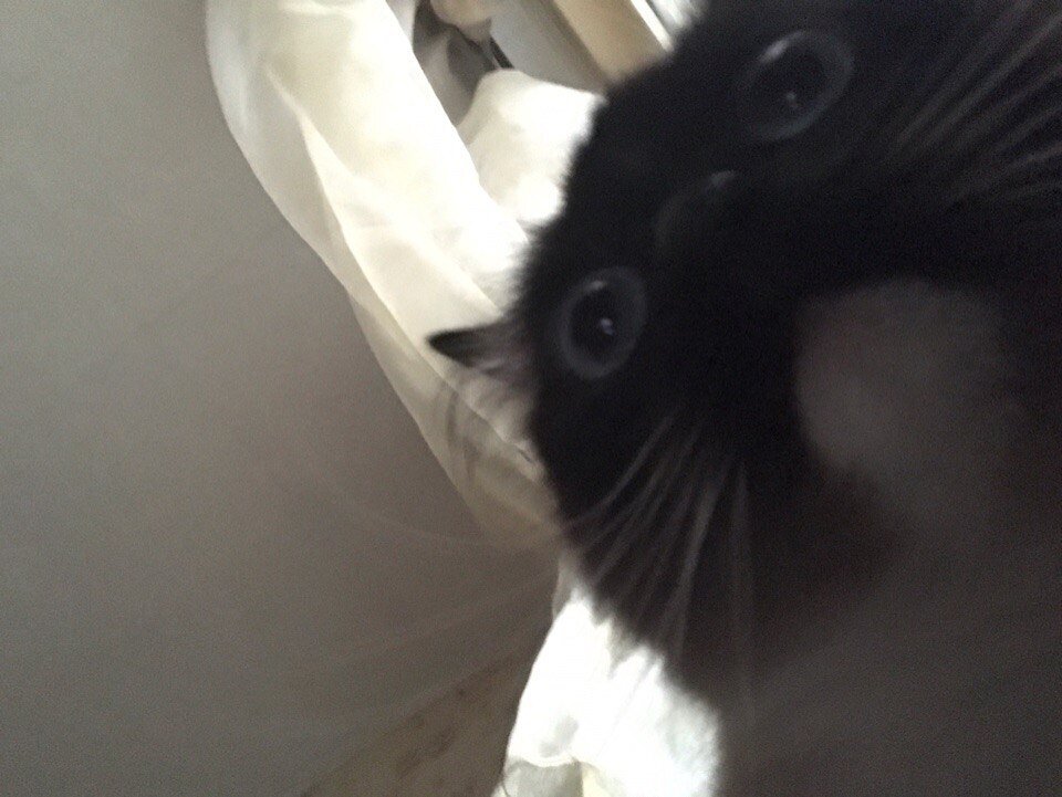 Моя кошка не столь грациозна, но на фото получается довольно забавной :3
