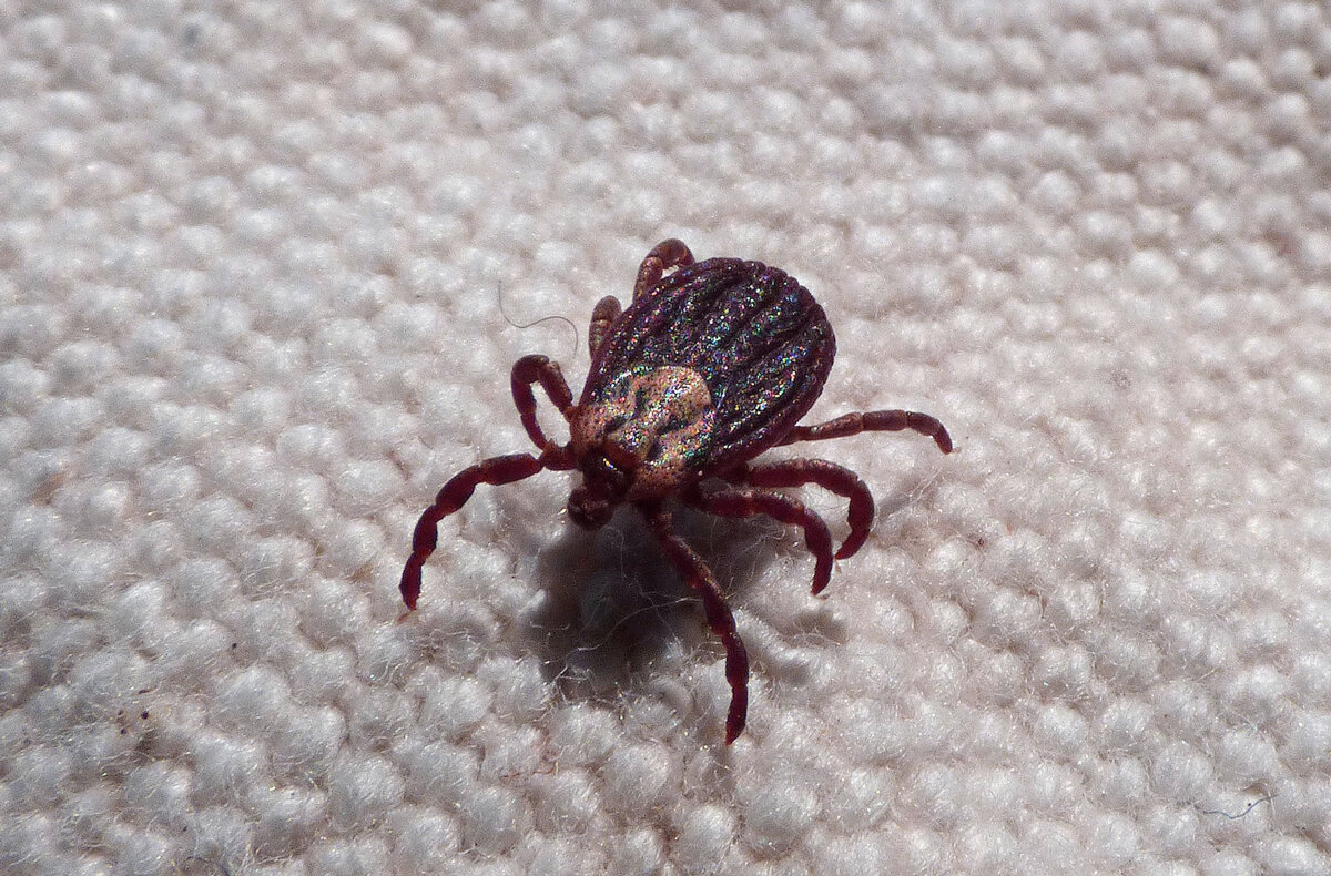 Клещ на одежде