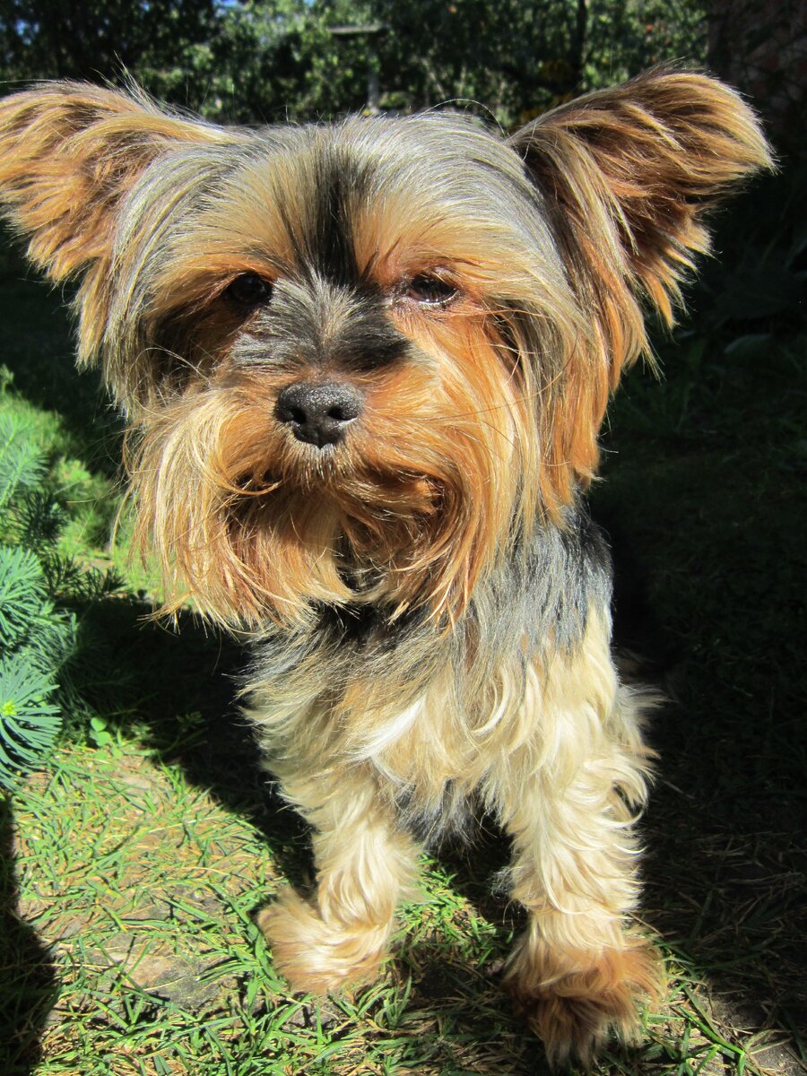 4 месяца без стрижки на даче