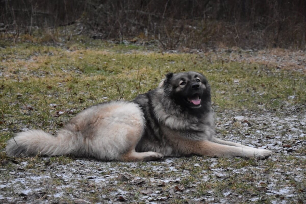 Кавказская овчарка в квартире: миф или реальность? | Dudusik Dog | Дзен