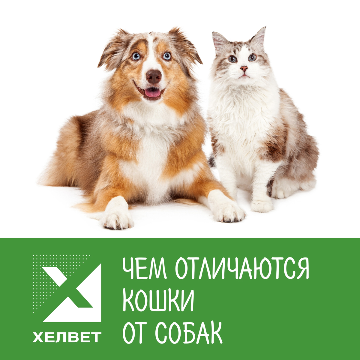 Чем кошка отличается от собаки внешне. Отличие кошки от собаки в картинках. Разница между кошками и собаками юмор. Чем отличается кошка от собаки. Гипотеза о домашних животных.