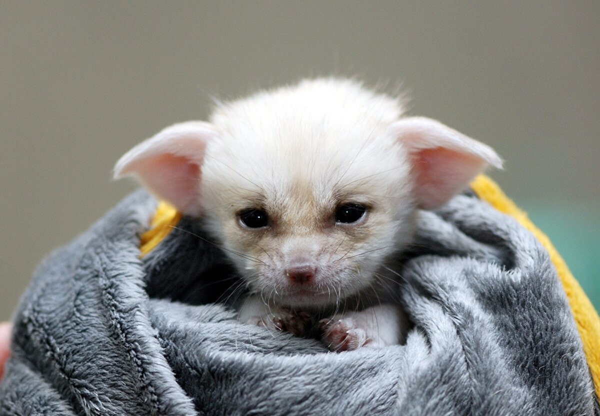 Фенек (источник https://s1.1zoom.me/big0/242/Foxes_Cubs_479903.jpg)