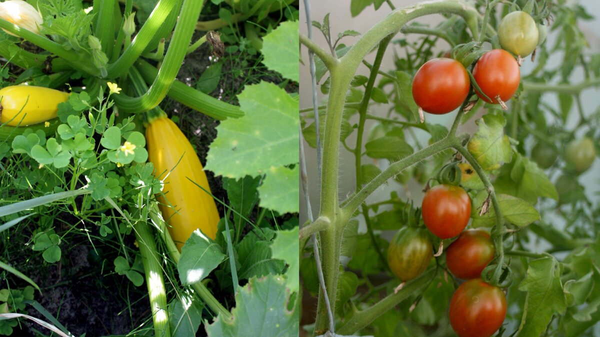 Помидоры и кабачки. Нет от них отбоя