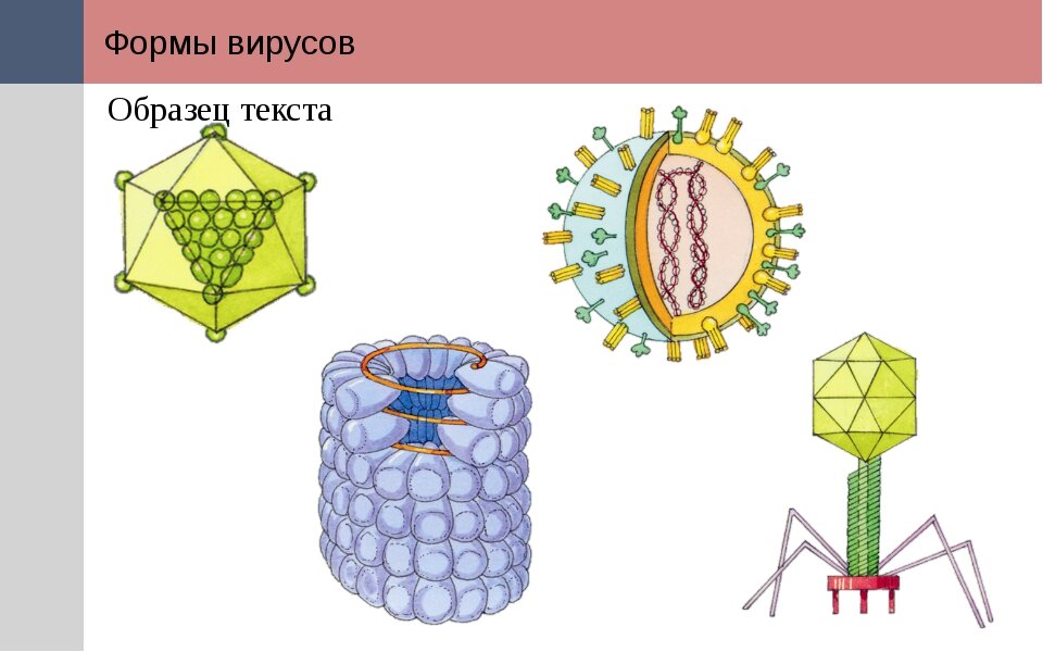 Формы вирусов. Типы строения вирусов. Разнообразные формы вирусов. Многообразие строения вирусов.