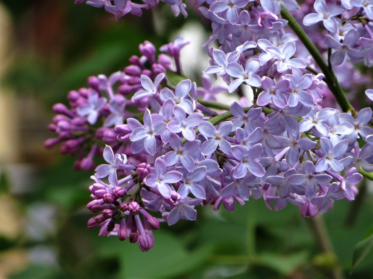 Ароматная сирень (фото с сайта fotoload.ru)