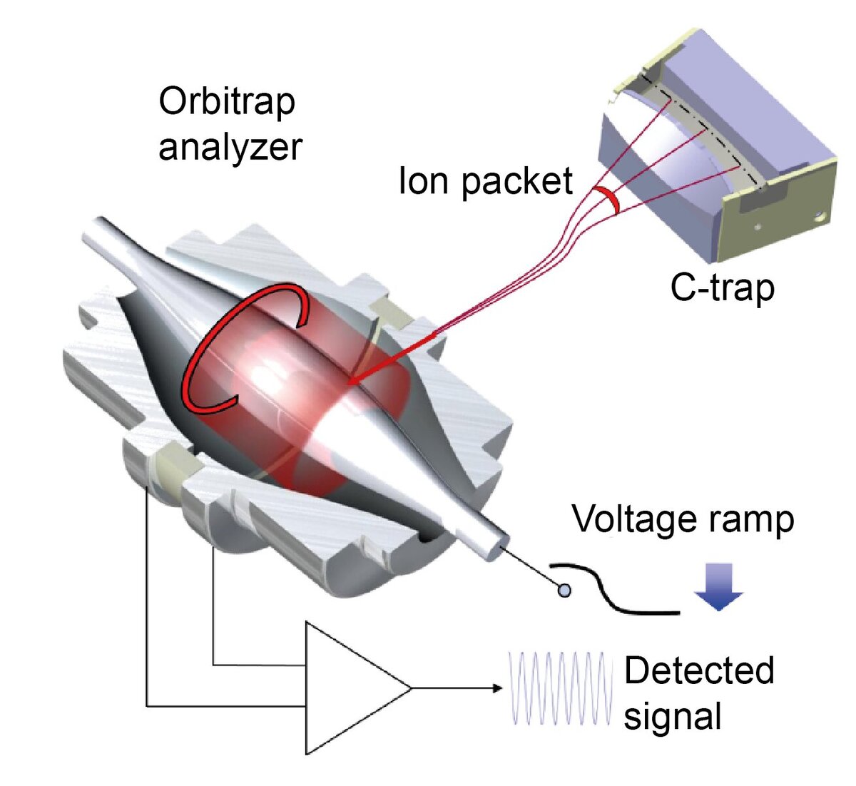 Анализатор Orbitrap масс-спектрометра фирмы Thermo Fisher Scientific, который использовали ученые. Попадая внутрь, ионы начинают вращаться вокруг электрода, создавая ток и сигнал.