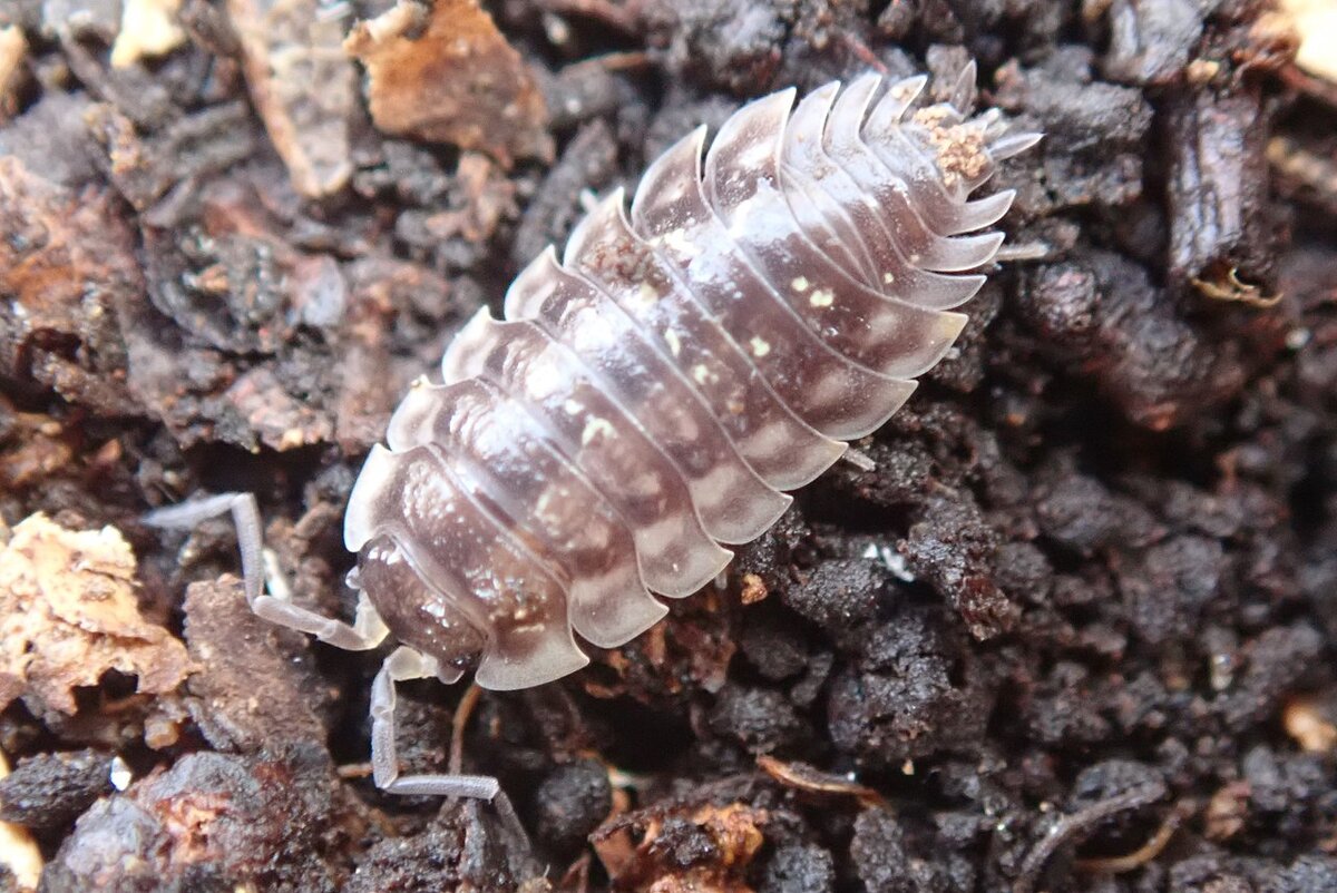 Oniscus asellus