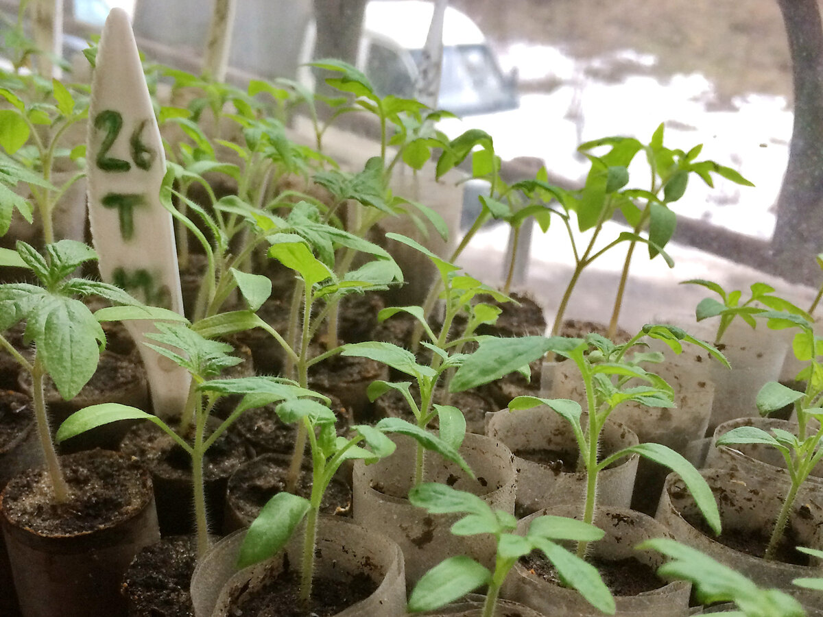 Чтоб рассада томатов была крепкая. Вытягивание рассады. Чтоб рассада томатов была крепкая. Рассада помидор. Укрепить рассаду помидор.