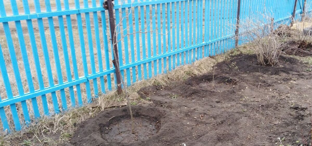 Саженцы сирени, и сформированные кусты крыжовника и смородины, оставшиеся от старой хозяйки.