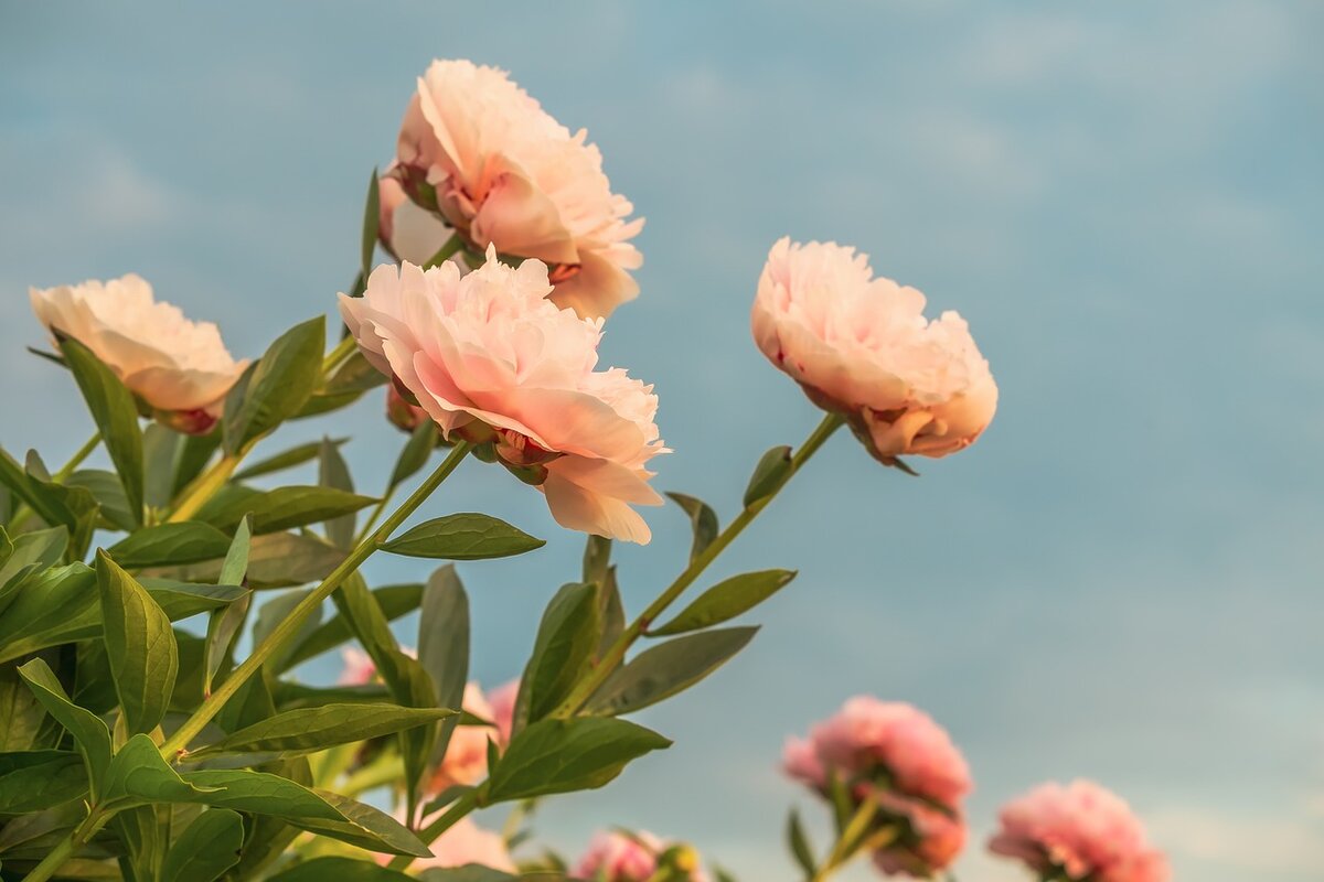 Изображение Couleur с сайта Pixabay 