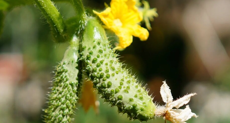 Источник фото: https://yandex.ru/collections/card/5a9e74abcff35f03c36e6bd3/