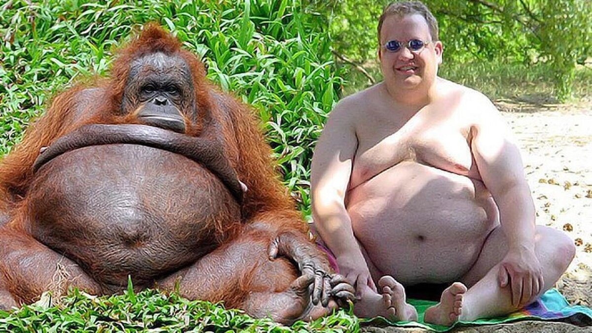 Orangutan Sex With Girl