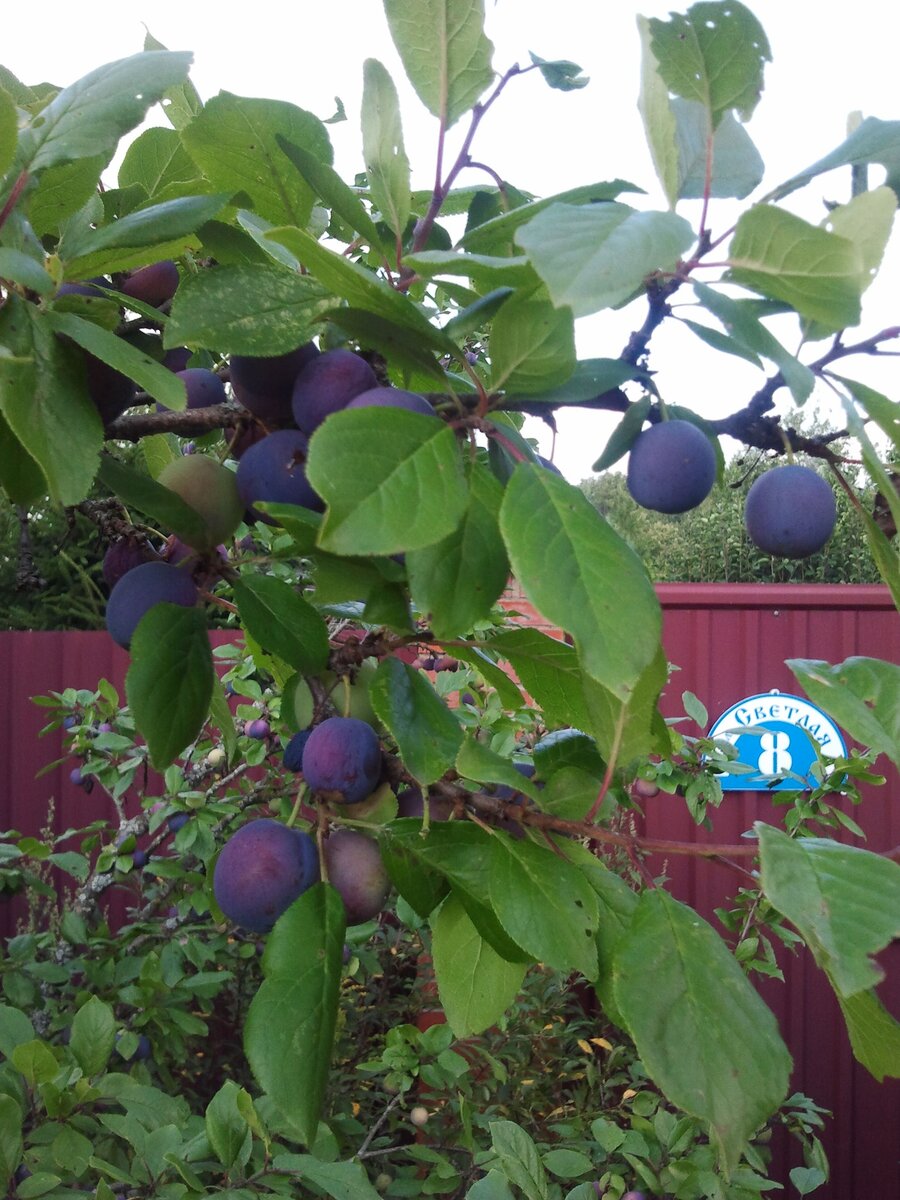 Автор фото: Кирилл Репьев