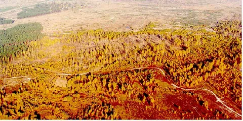 Рыжий лес в Чернобыле.