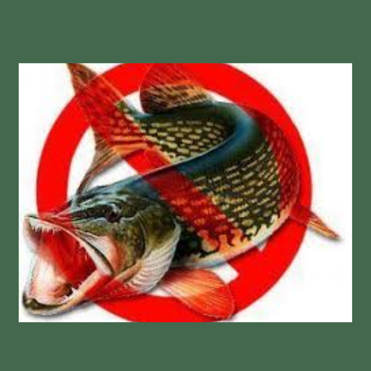 Щука. Рыбалка запрещена. Запрет на промысел щуки. Щука на белом фоне. Запрет на щуку в краснодарском крае