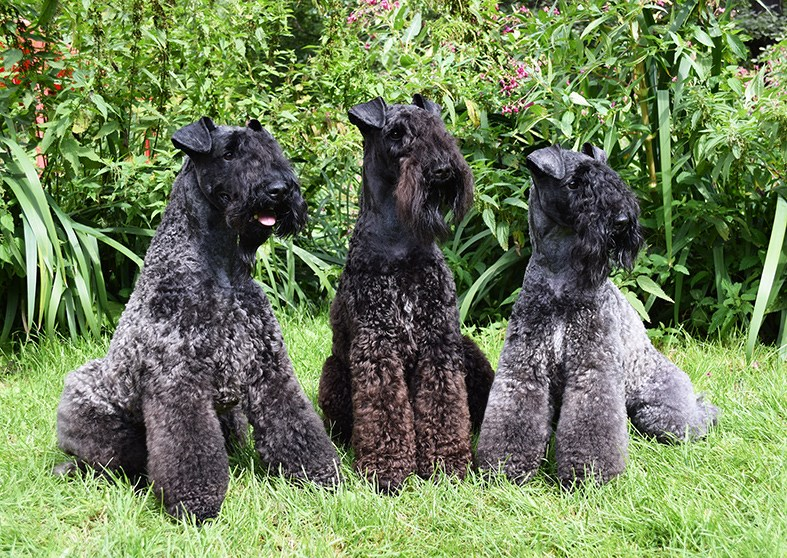 Керри-блю-терьер (фото из интернета)